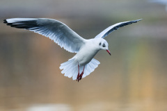 An_den_Fischteichen-11_22-3