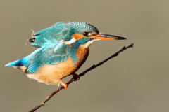Eisvogel-24_25-3