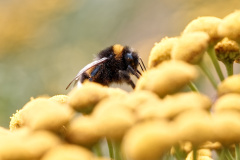 Hummel