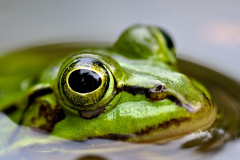 Teichfrosch-Furlbach-Bentteiche