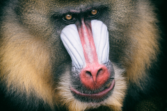 mandrill