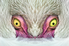 unpretty flamingo