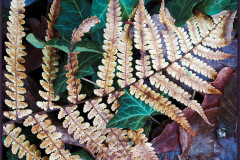Adlerfarn-Herbstfarben