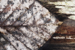 Spuren-4