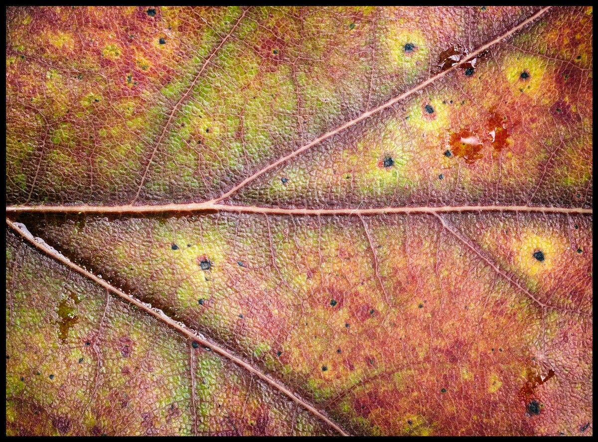 + autumn leaf +