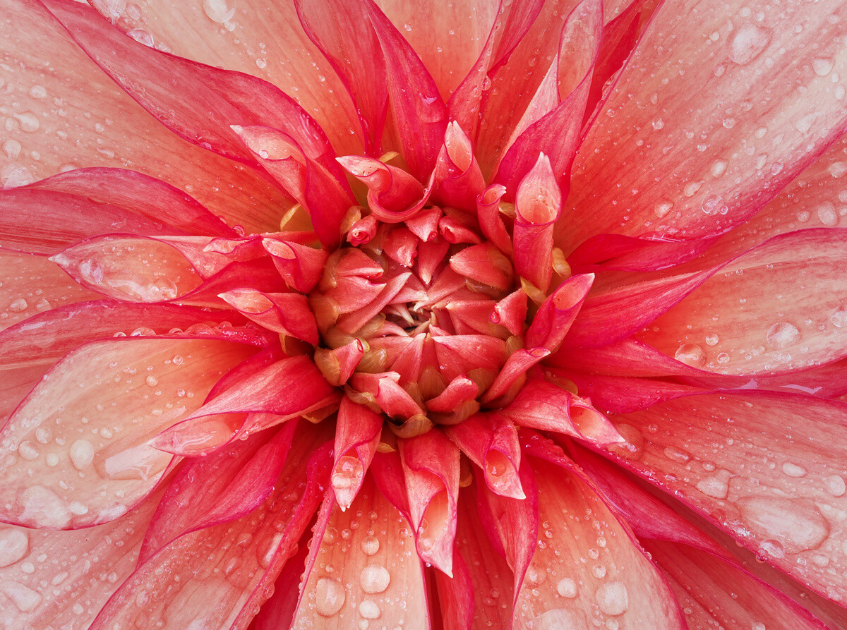 + wreath-shaped flower +