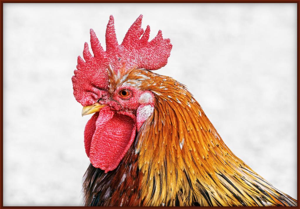 * Big Red Rooster *