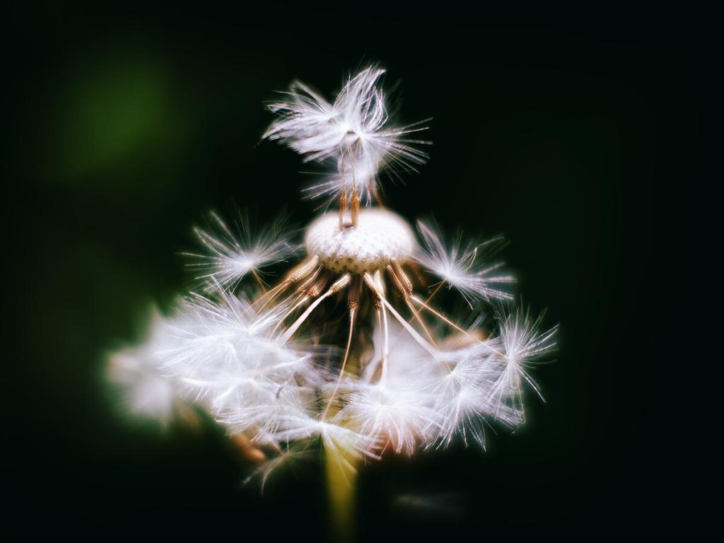 * The Secret Life of Plants – Dandelion *