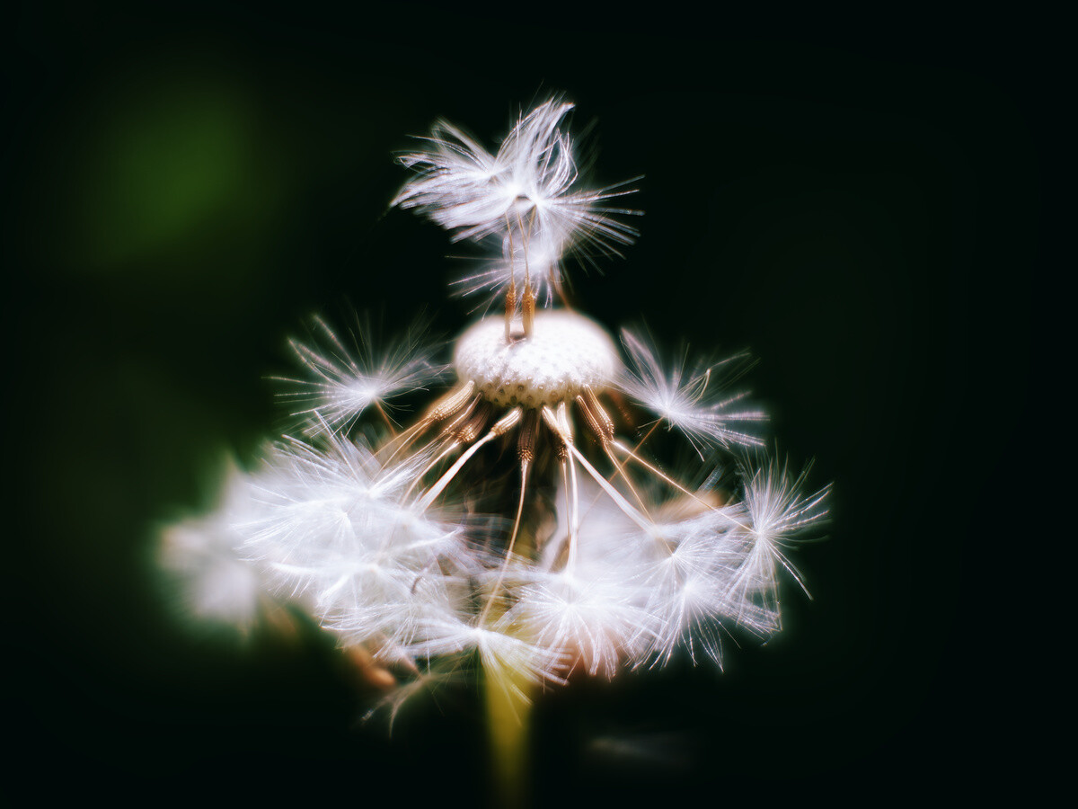 * The Secret Life of Plants – Dandelion *